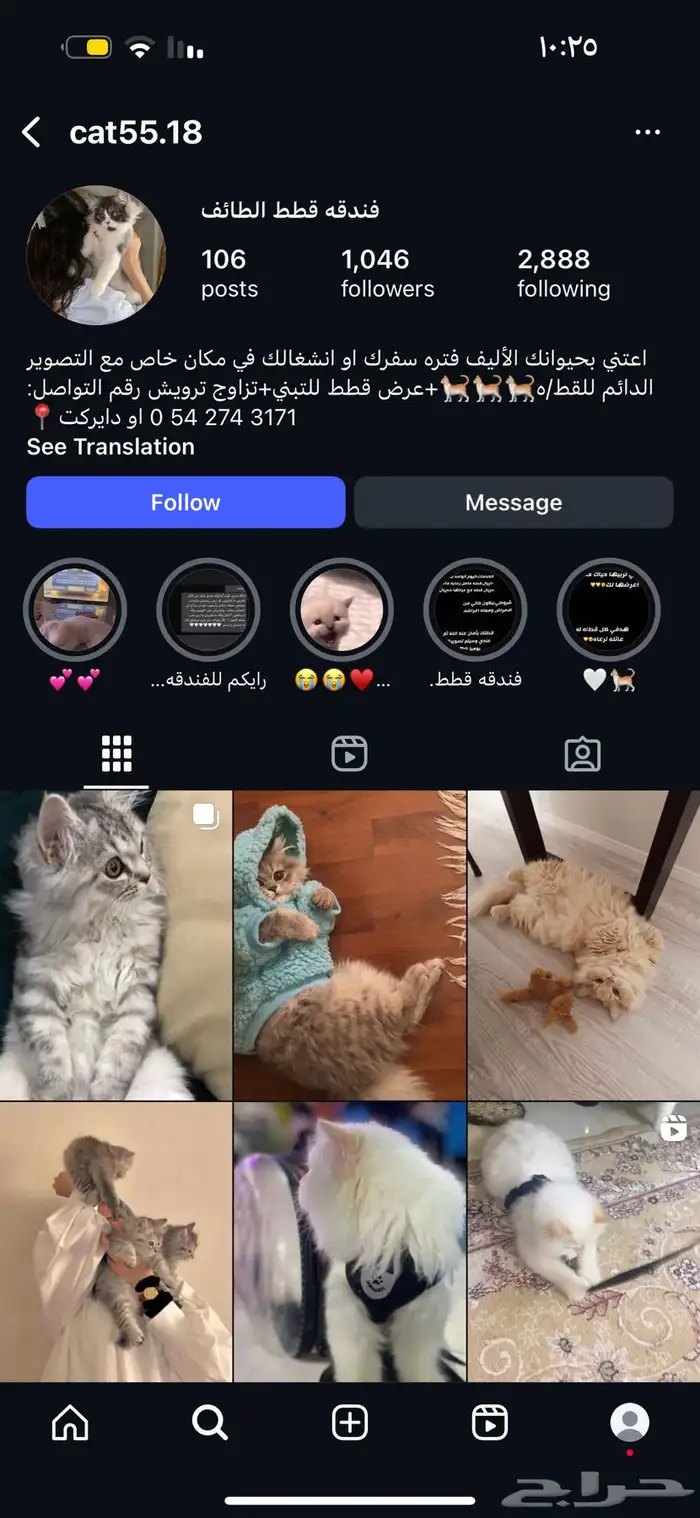 فندقه قطط الطائف 3