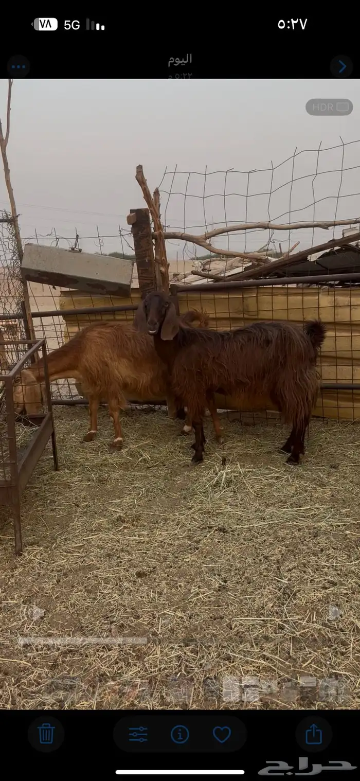 معزاء قبرصيات 1