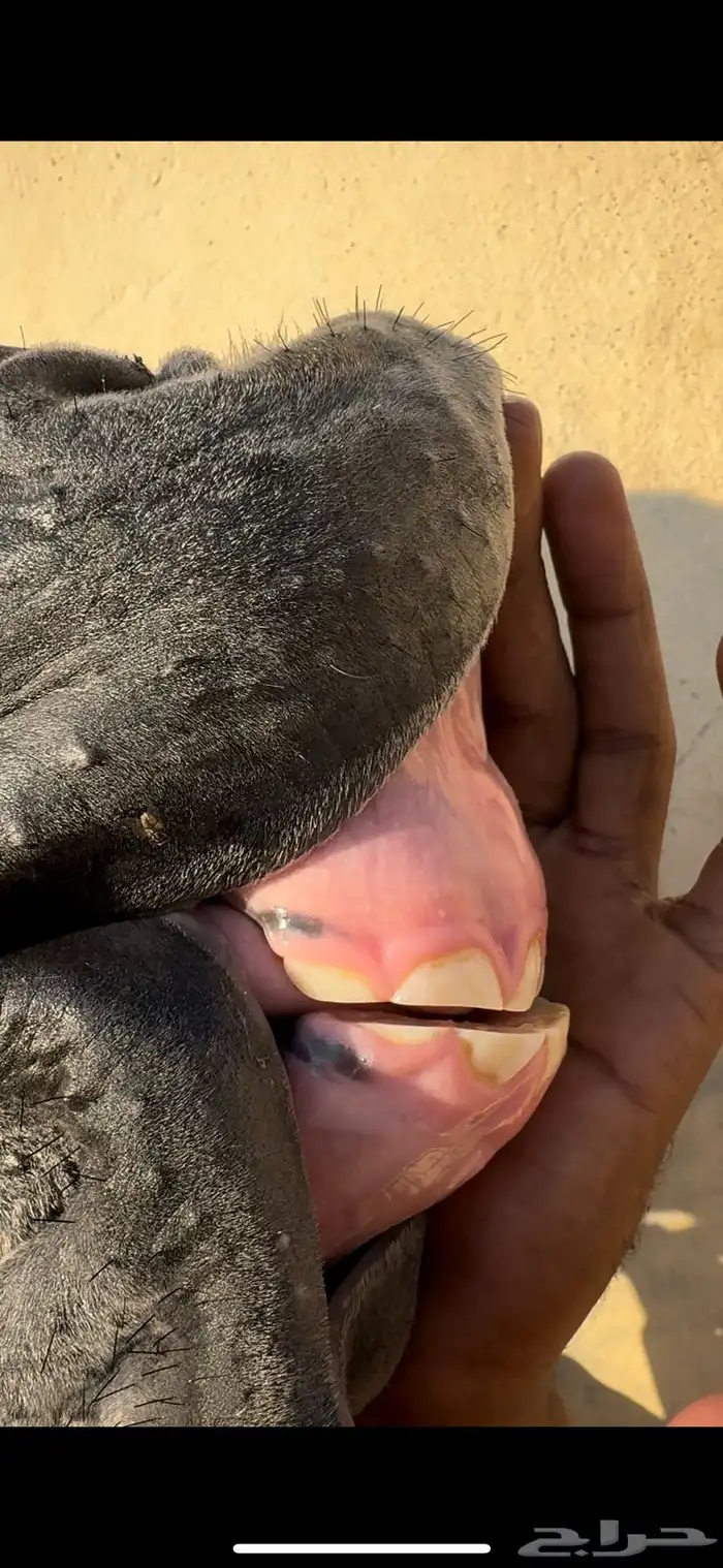 مهر واهو للبيع لأخر سوم 4