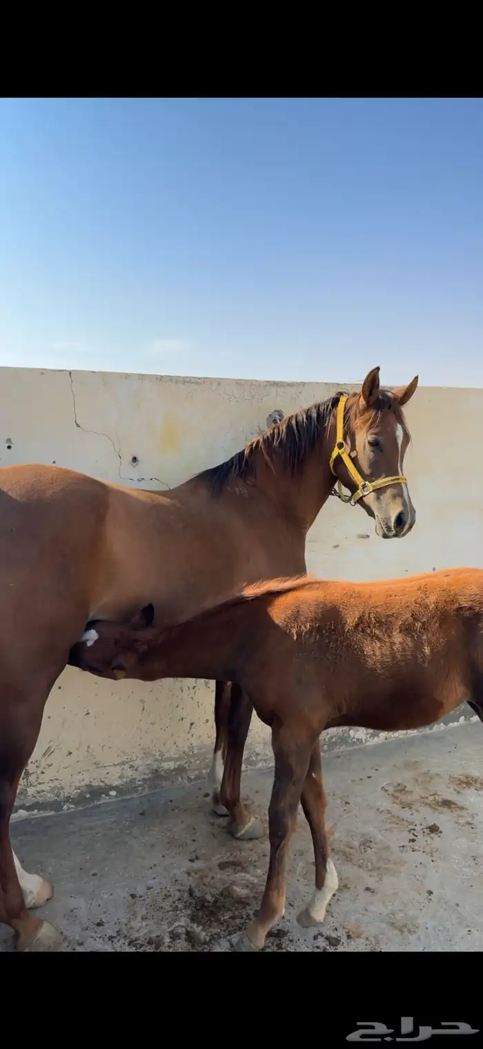 فرس تنافس الواهو ( شعبية ) 4