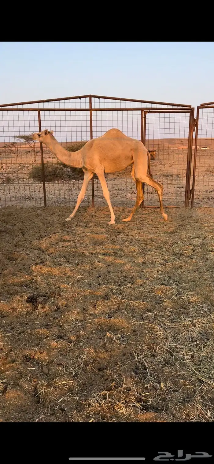 بكره حره الكسيحه 2