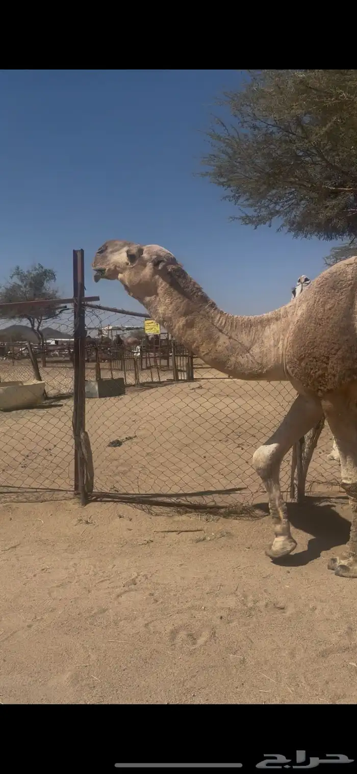 للبيع رباع اشقح مشروط جبر وعظم 4