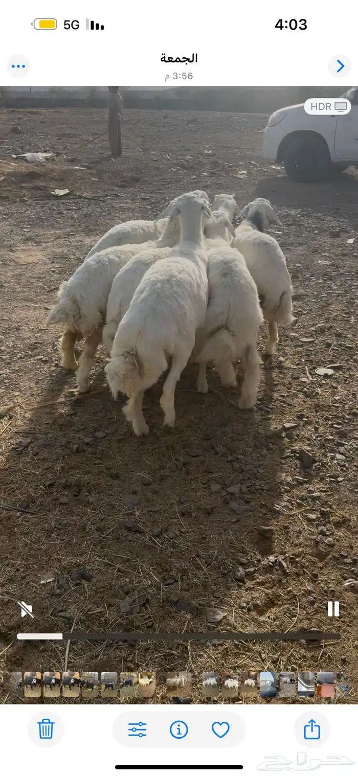 ذبائح طليان حري و تيوس عوارض تجمل وتبيض الوجه 4