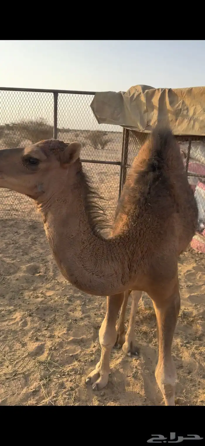 حوار على الحليب 2