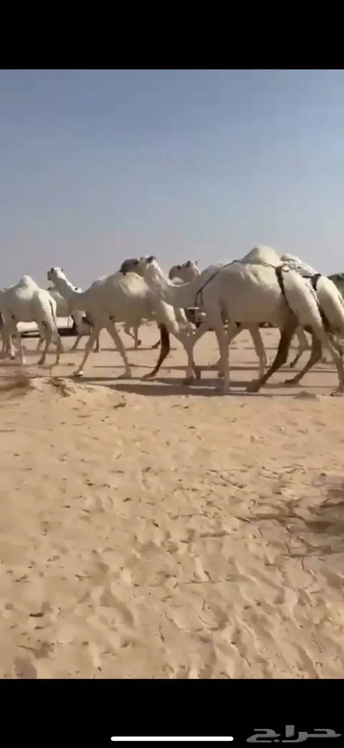 ذود 21 متن وضح كفوو 5