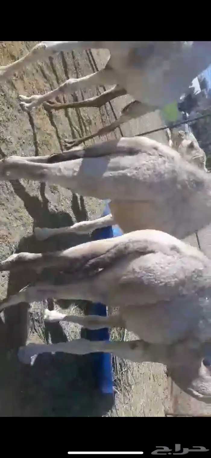 حشوان تربيه للبيع 1