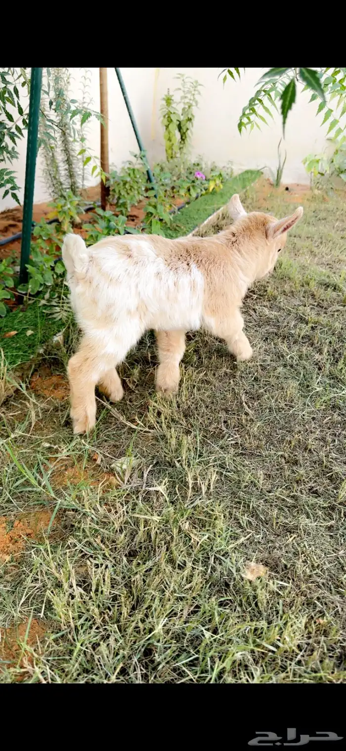 ماعز قزم للبيع عمره اسبوعين 0