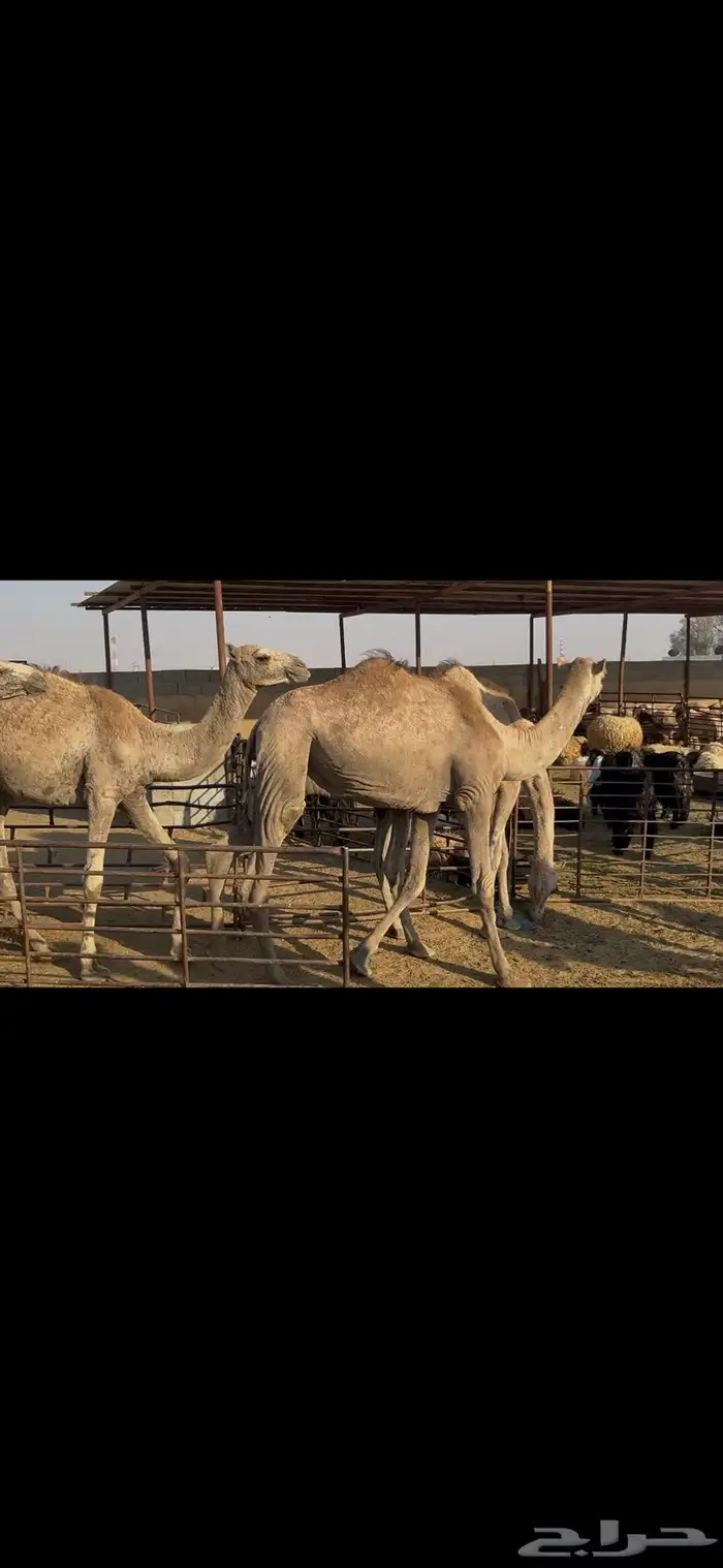 حشو صومالي مربوط 11