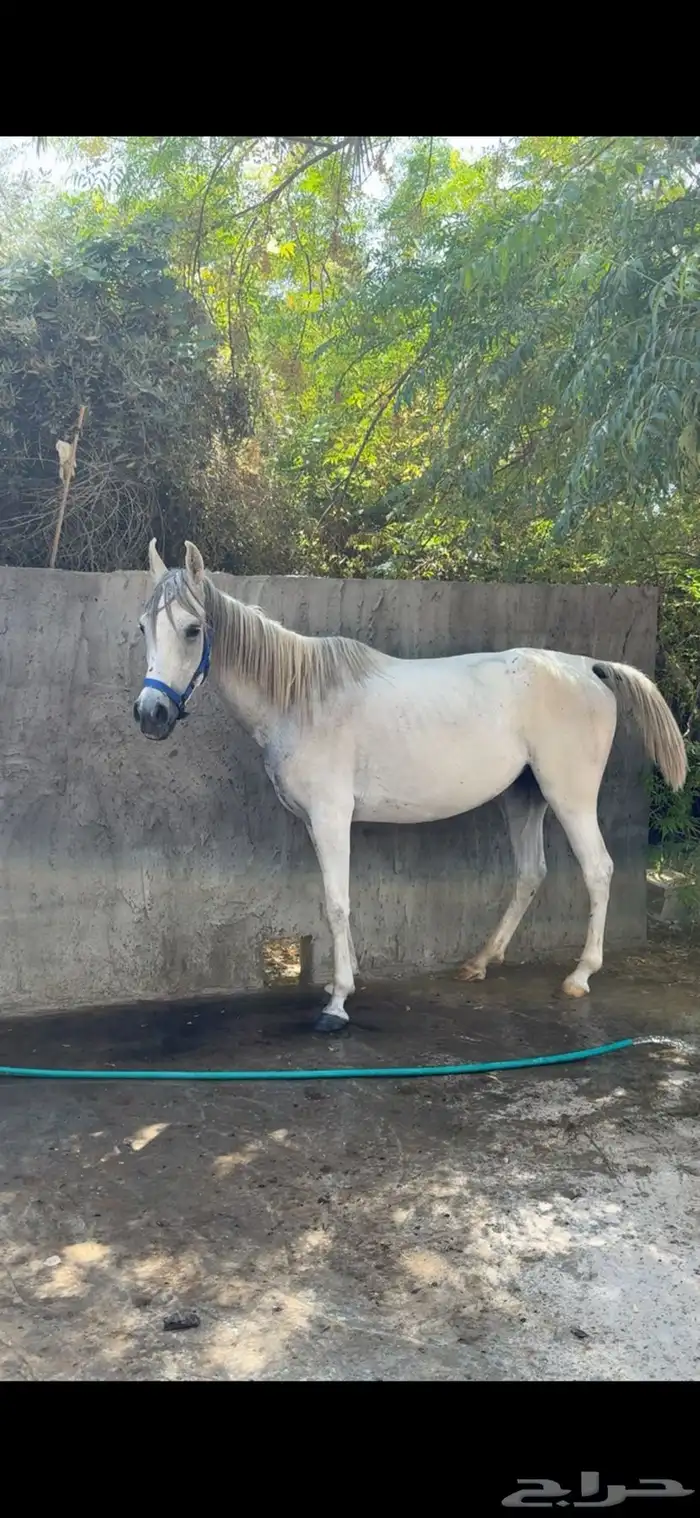 فرس   مهره   لقاح ثقيل باقي لها شهر ولا اقل وتفلي 0