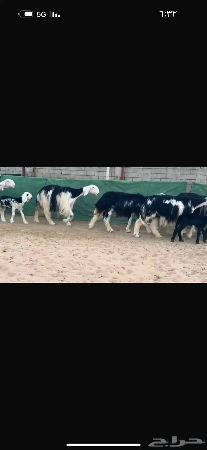 عرض نجد مواليد فاخره 4