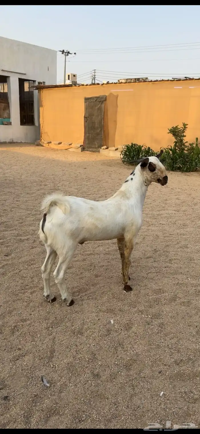 مشروع فحل بيشي. 0