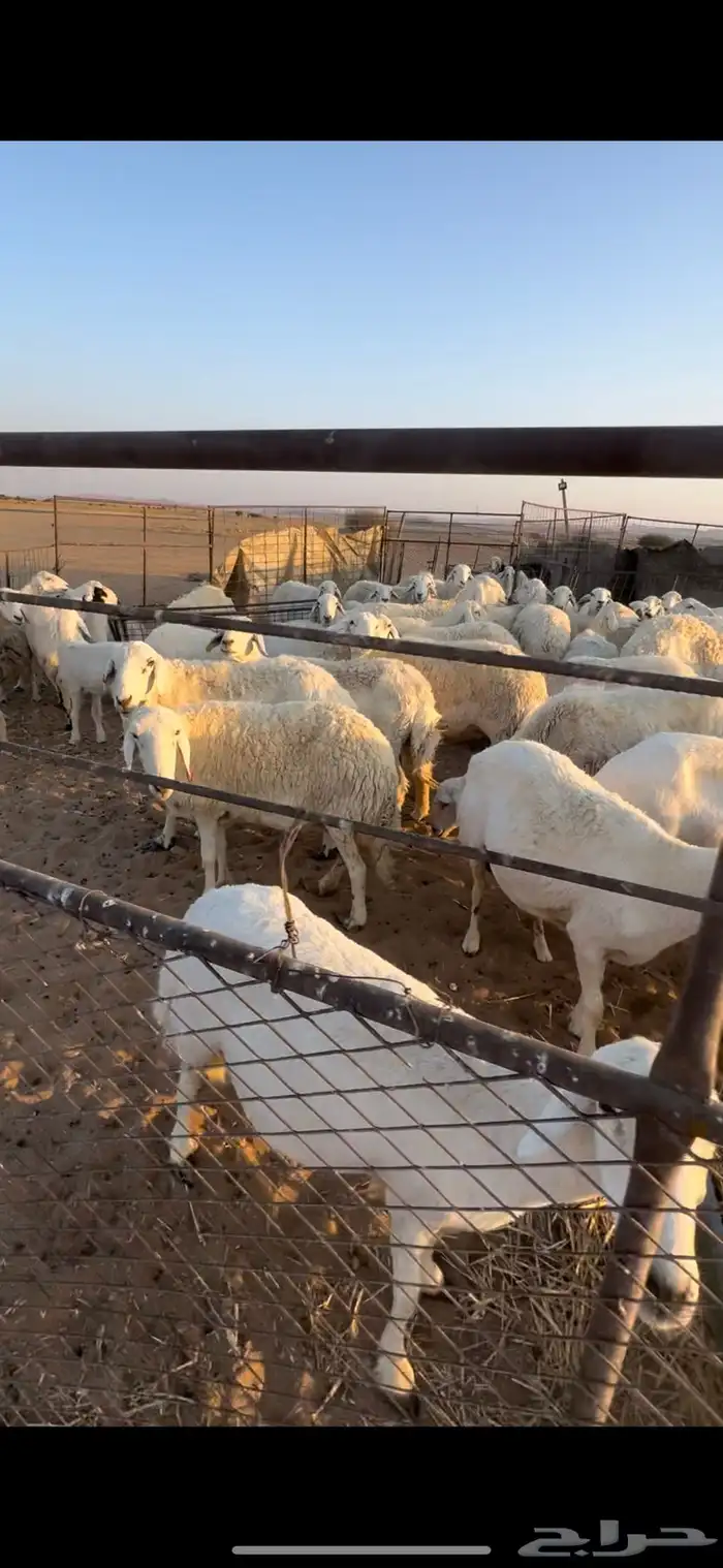 غنم حريه مراح السوم 900 3