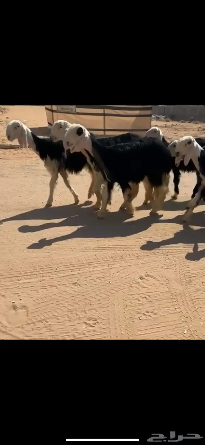 رخال وخرفان نجد 1