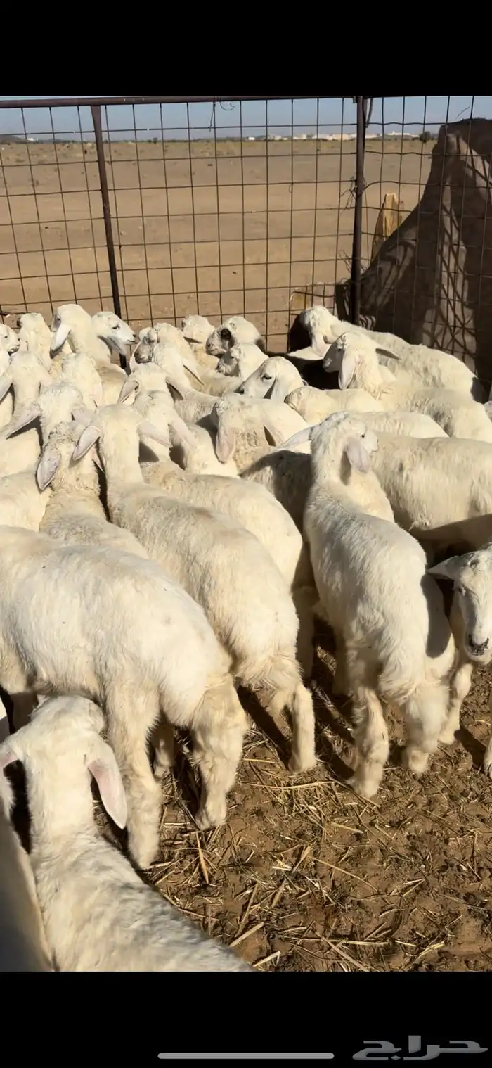 بهم حري السوم 880 3