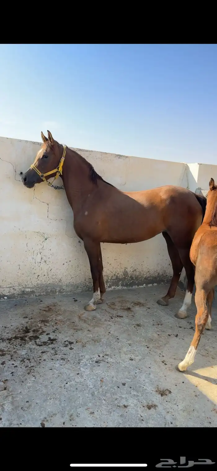 فرس تنافس الواهو ( شعبية ) 5