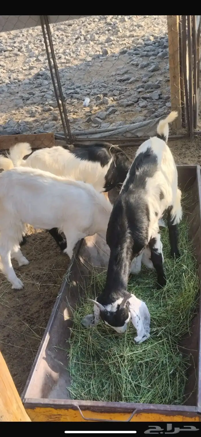 جفار وتيوس للبيع 2