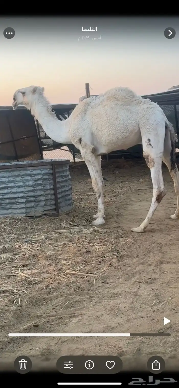 قعود كحيلاني طيب على بعير عبدالمجيد ال عصين ( العديم ) 1