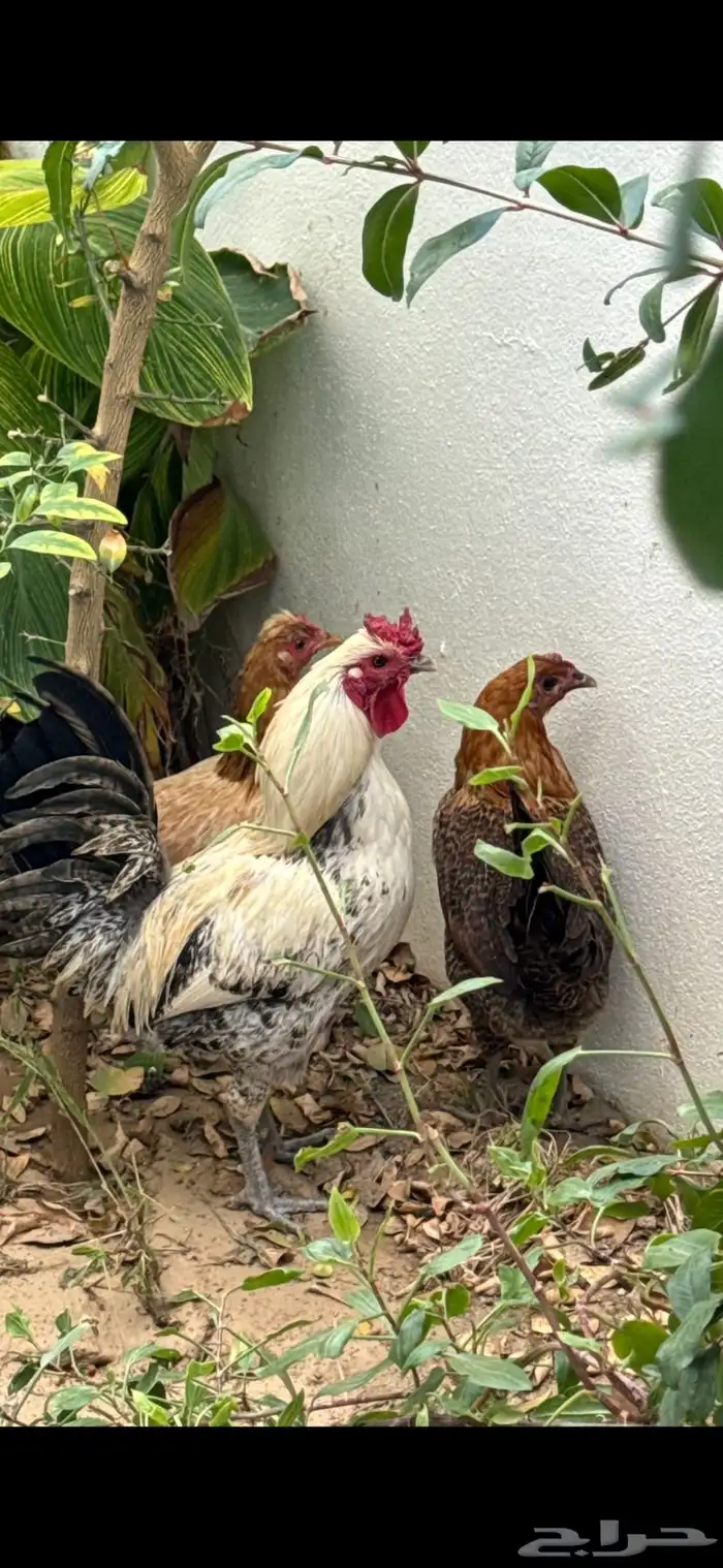 دجاج بلدي للبيع 1