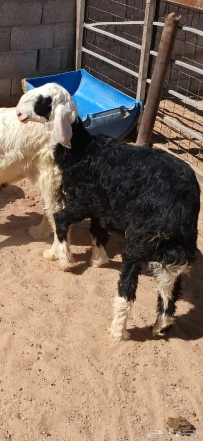 خروف نجدي 4