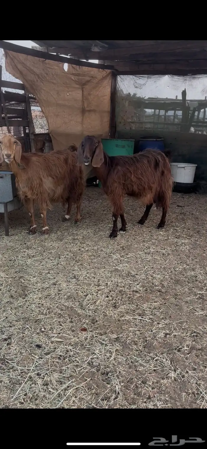 معزاء قبرصيات 0