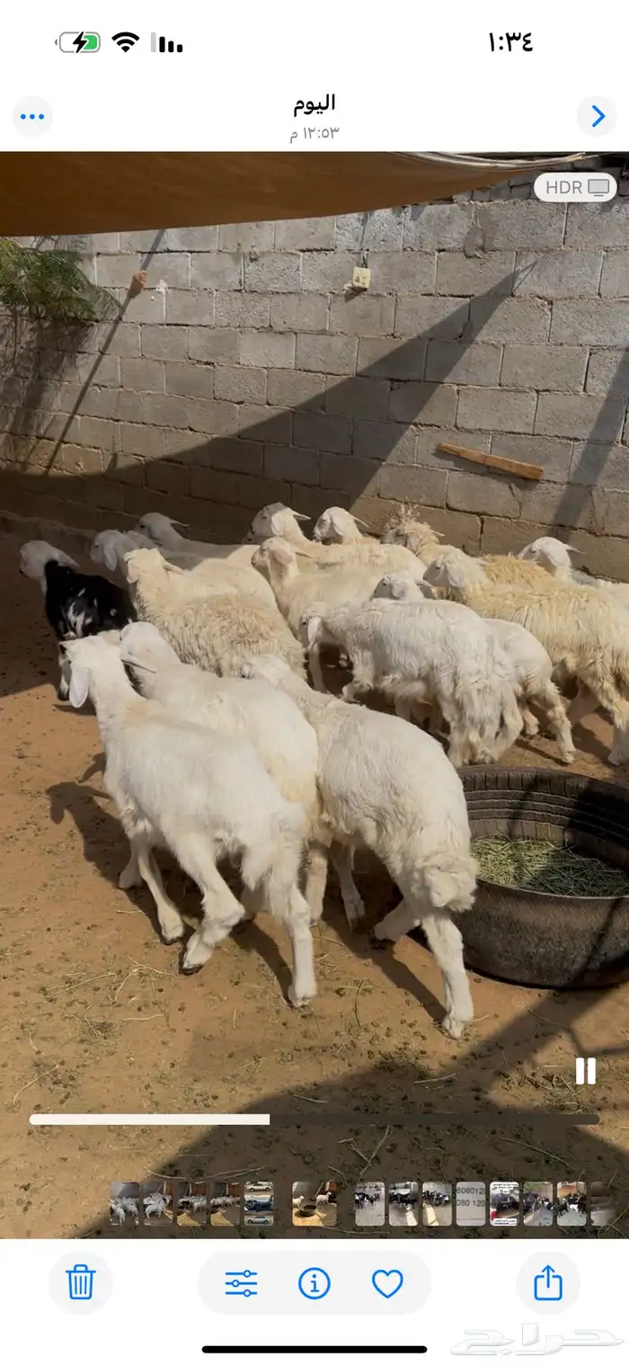 طليان ورخال الموقع محافظة ينبع 2