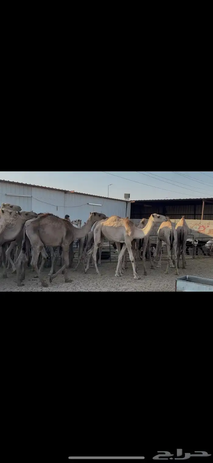 حشو صومالي مربوط 0