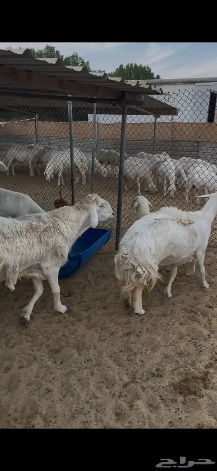 مراح حريات للبيع مقاني 0