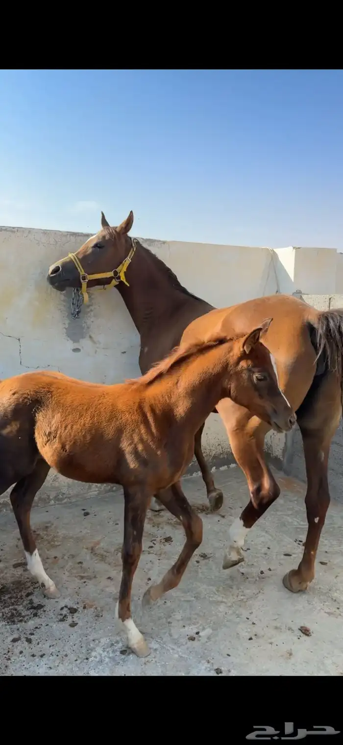 فرس تنافس الواهو ( شعبية ) 9