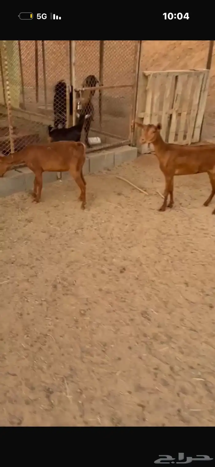 عنزين رعويه 0