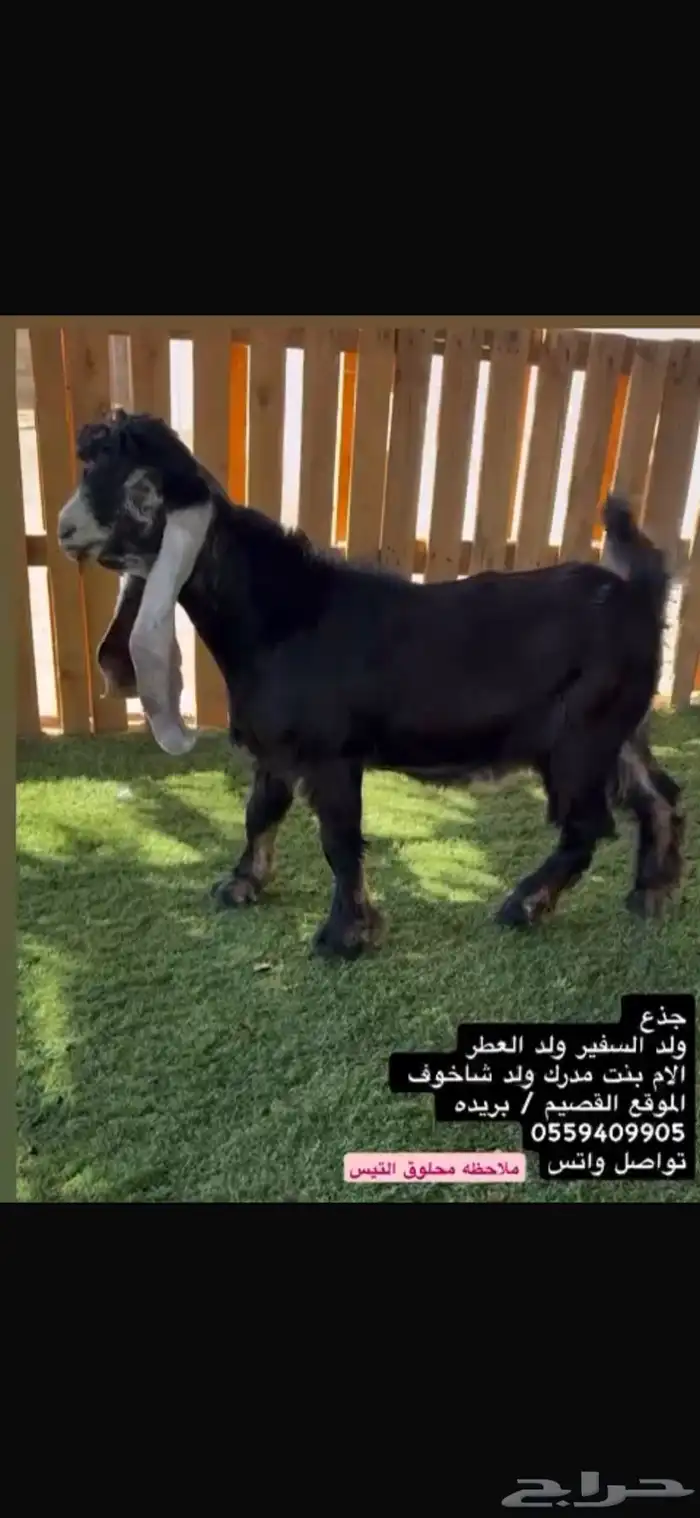 تيس جذع فاخر 1