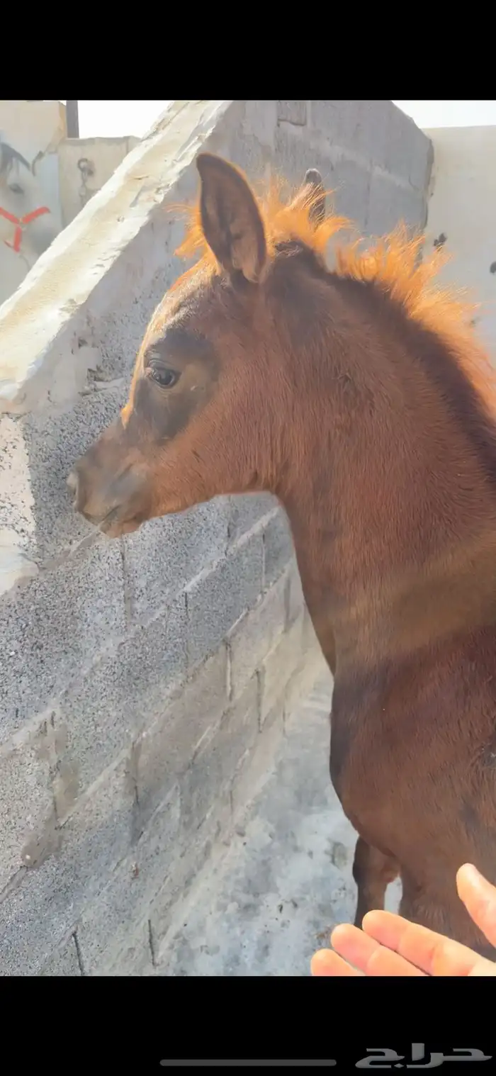 فرس تنافس الواهو ( شعبية ) 14