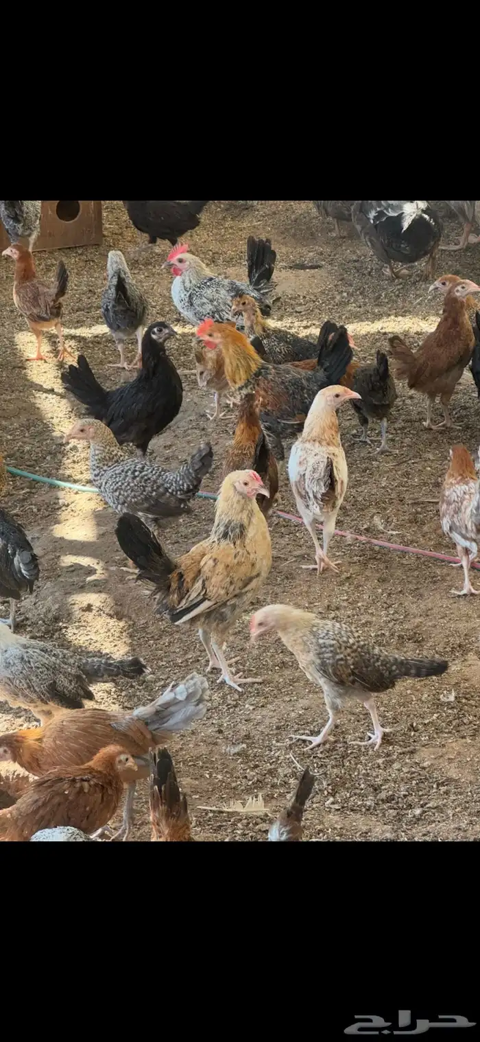 للبيع دجاج رومي ودجاج حبشي وصوص بلدي 0