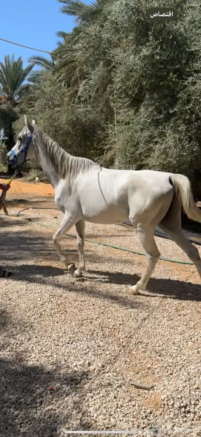 فرس   مهره   لقاح ثقيل باقي لها شهر ولا اقل وتفلي 1