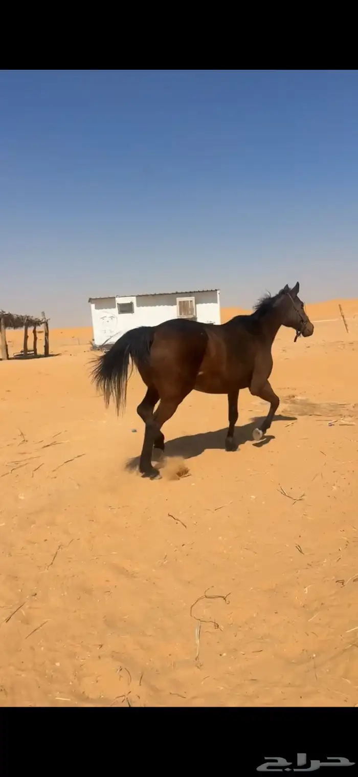 فرس شعبيه لقاح 4 شهور 1