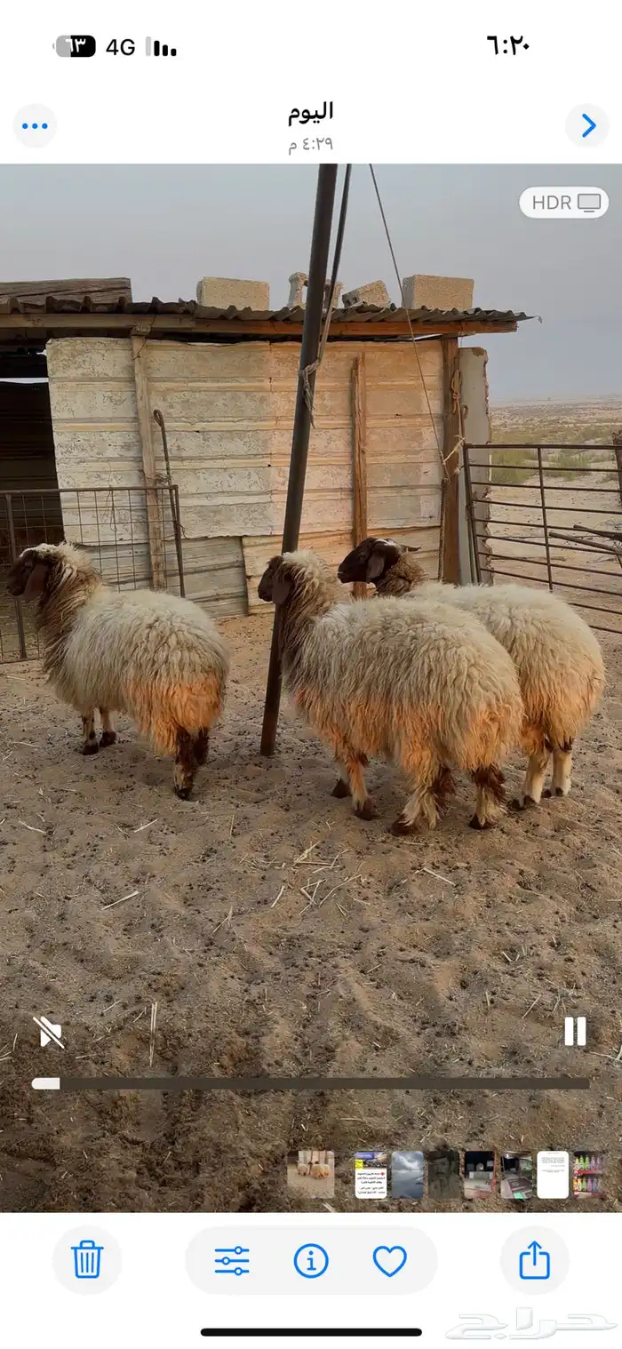 جذعات نعيم 0