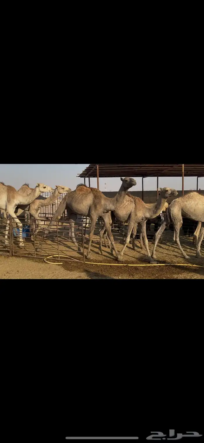 حشو صومالي مربوط 3