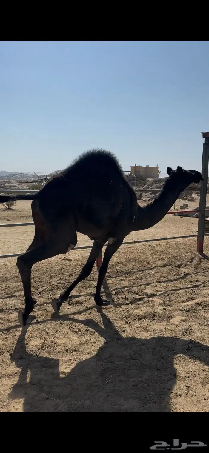 بكرة مفرودة 3