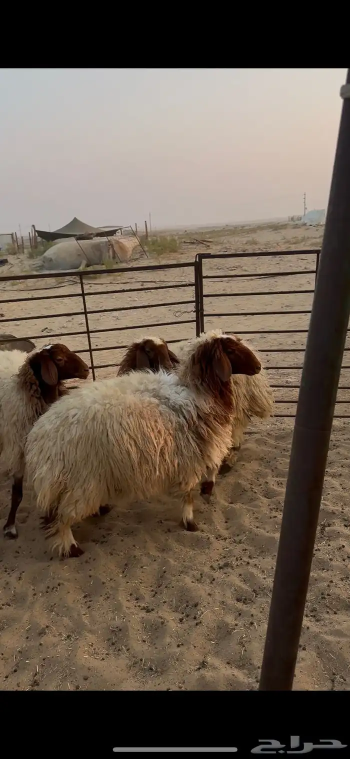 جذعات نعيم 1