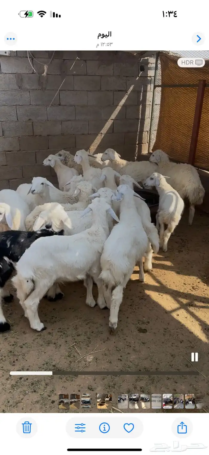 طليان ورخال الموقع محافظة ينبع 1