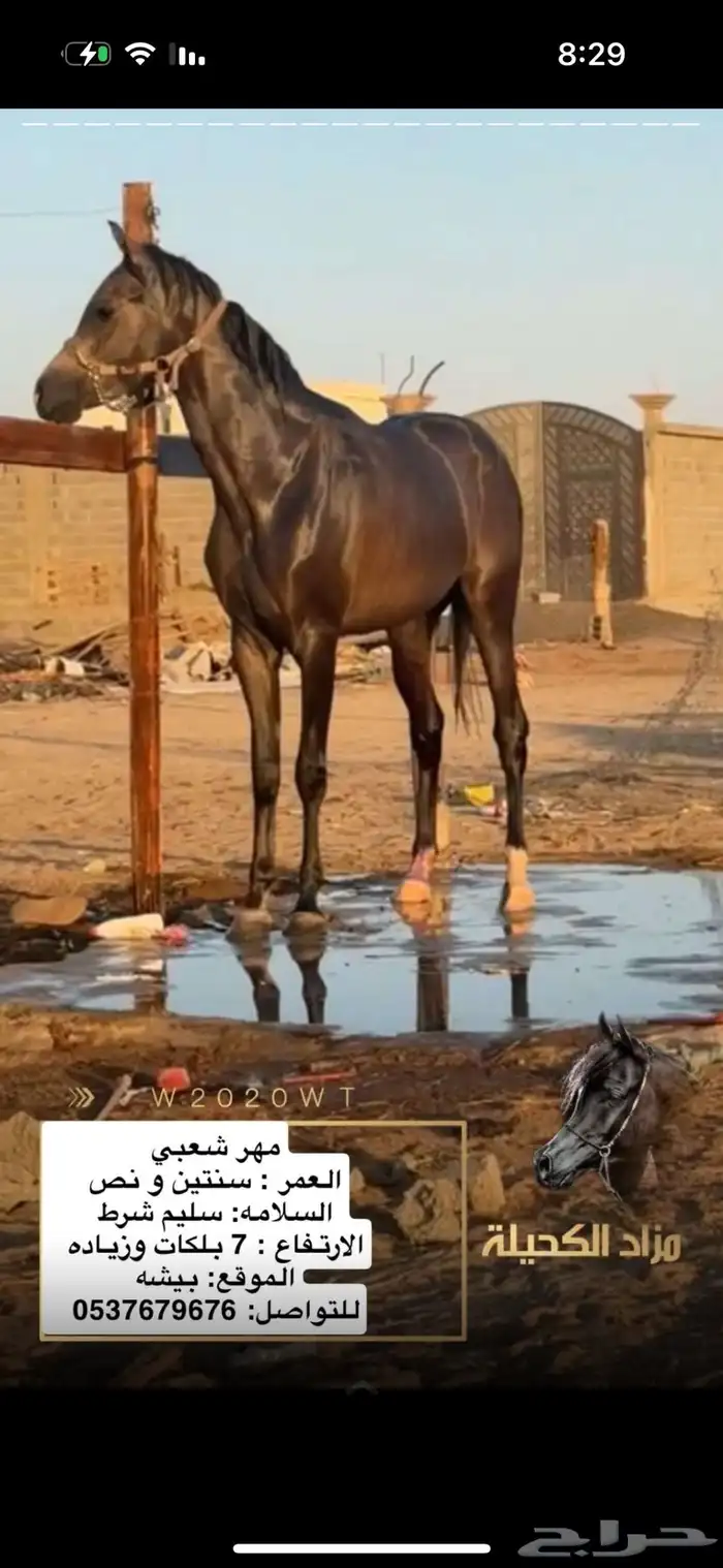 حصان للبيع 0