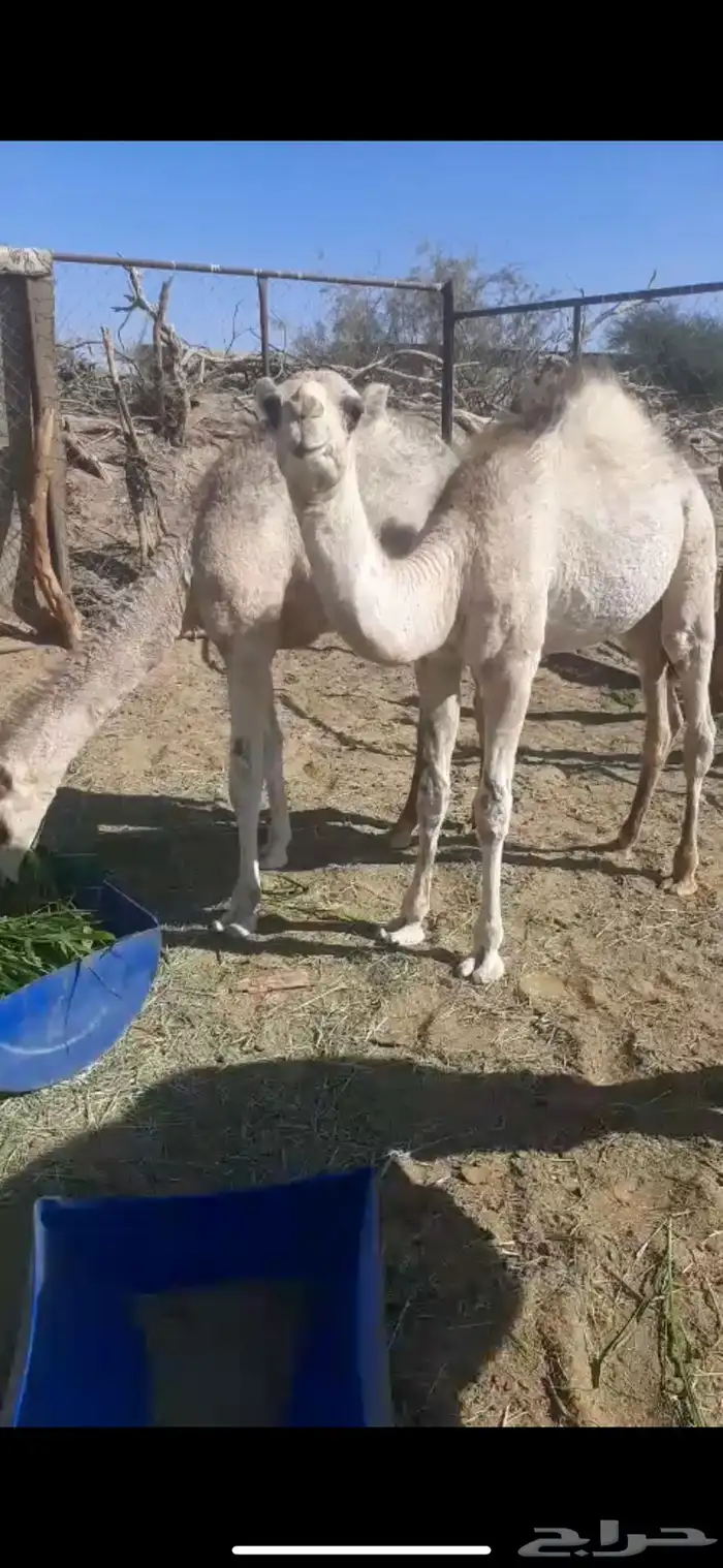 حشوان تربيه للبيع 3