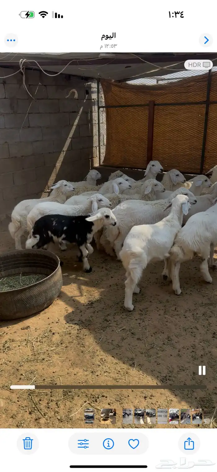 طليان ورخال الموقع محافظة ينبع 4