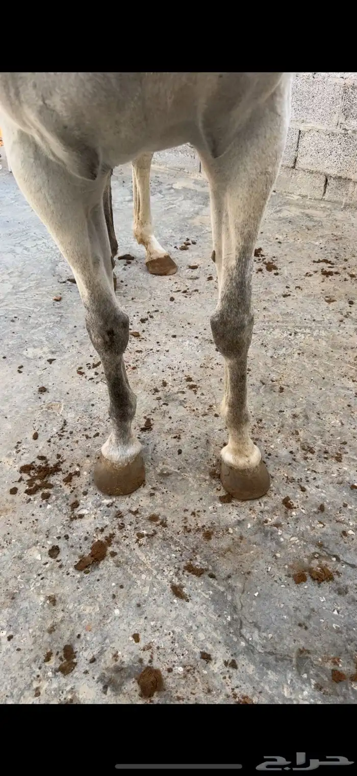 فرس تنافس الواهو ( شعبية من خيول نجد ) 9