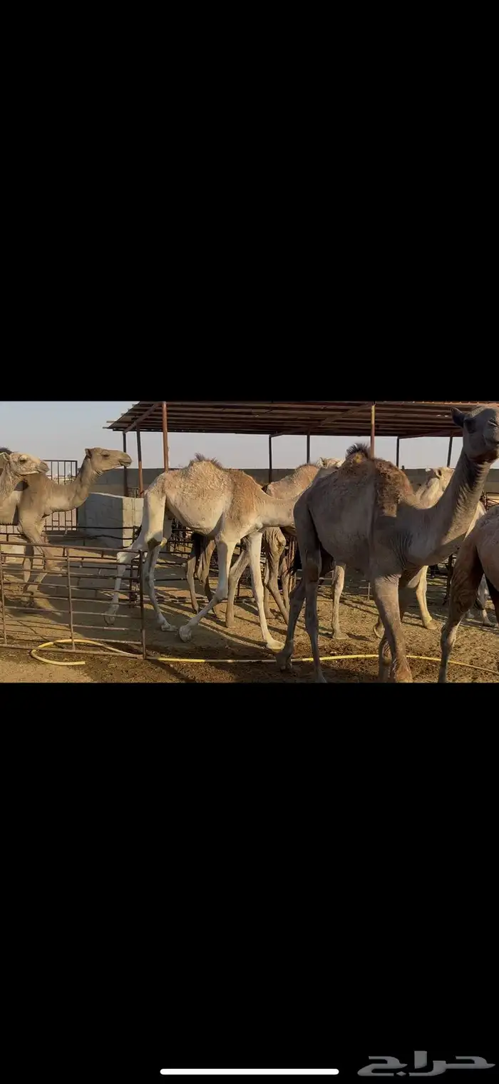 حشو صومالي مربوط 5