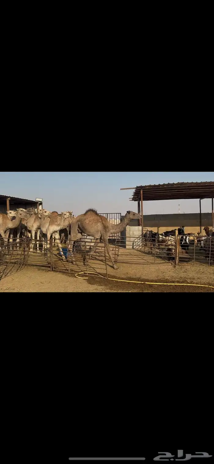 حشو صومالي مربوط 1