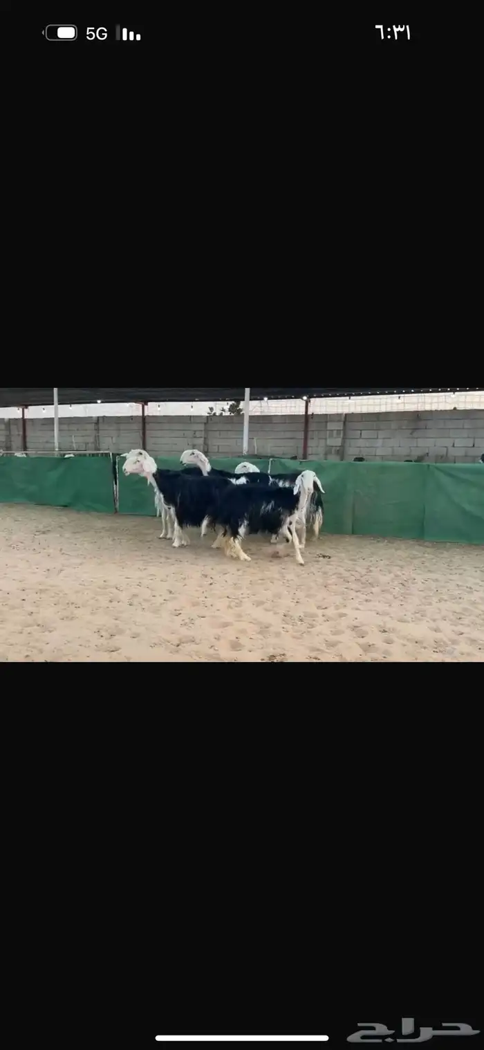 عرض نجد مواليد فاخره 8