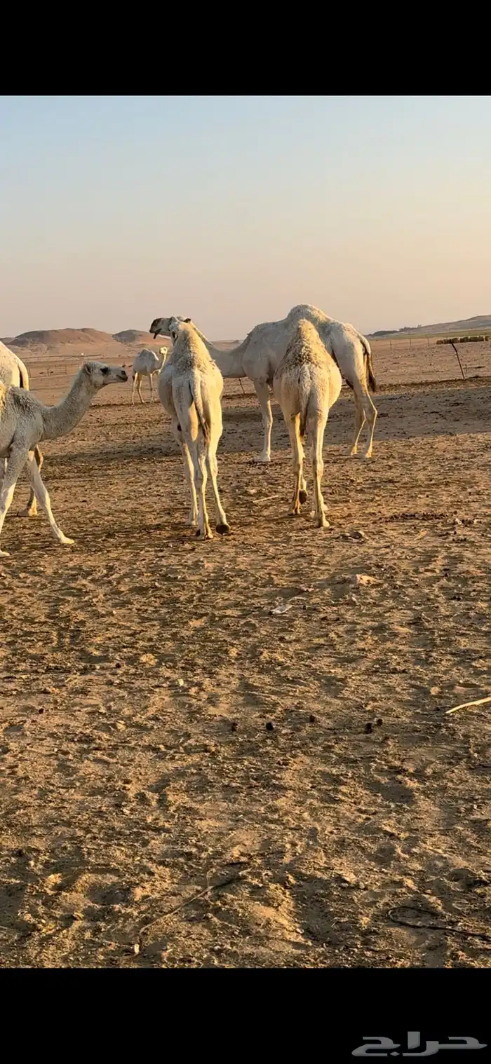 قعدان ذبح للبيع 2