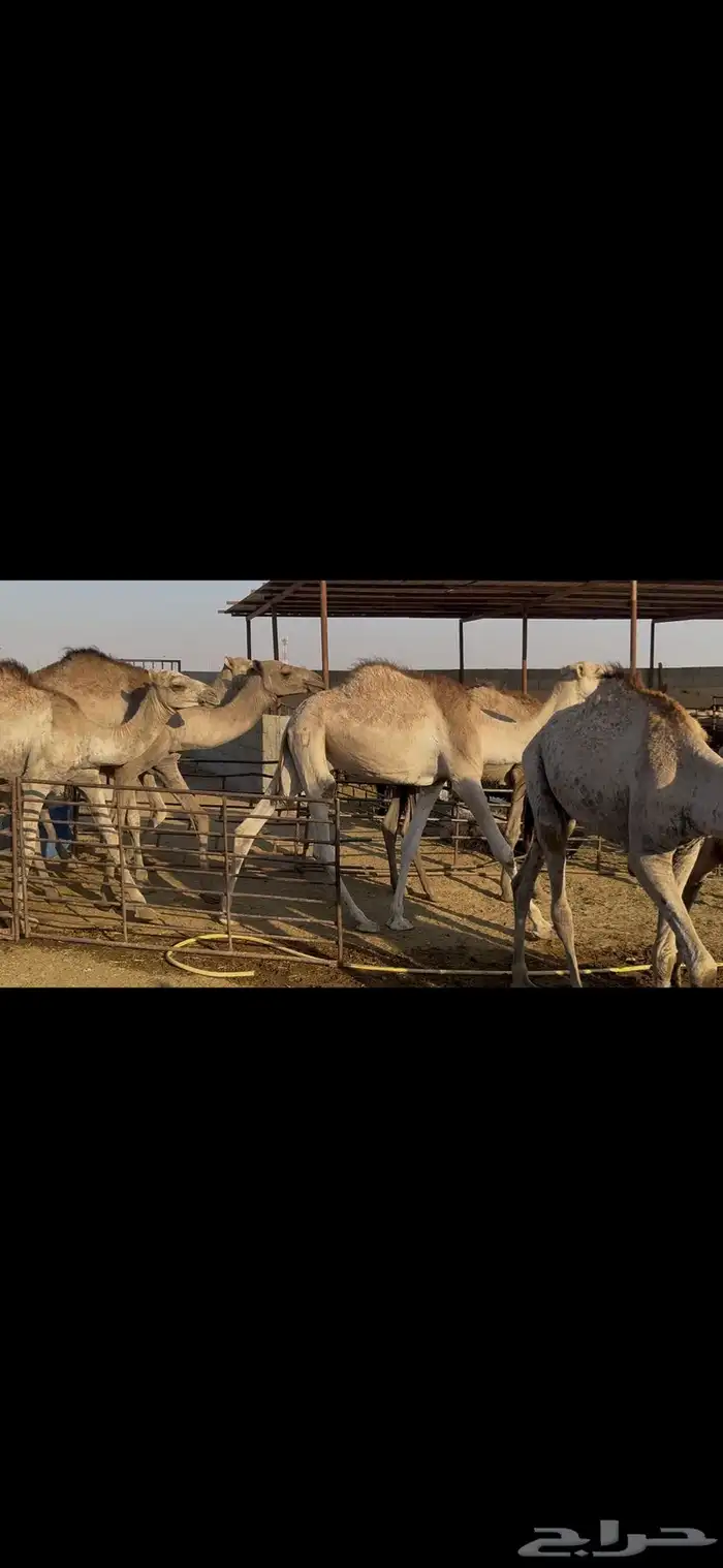 حشو صومالي مربوط 4