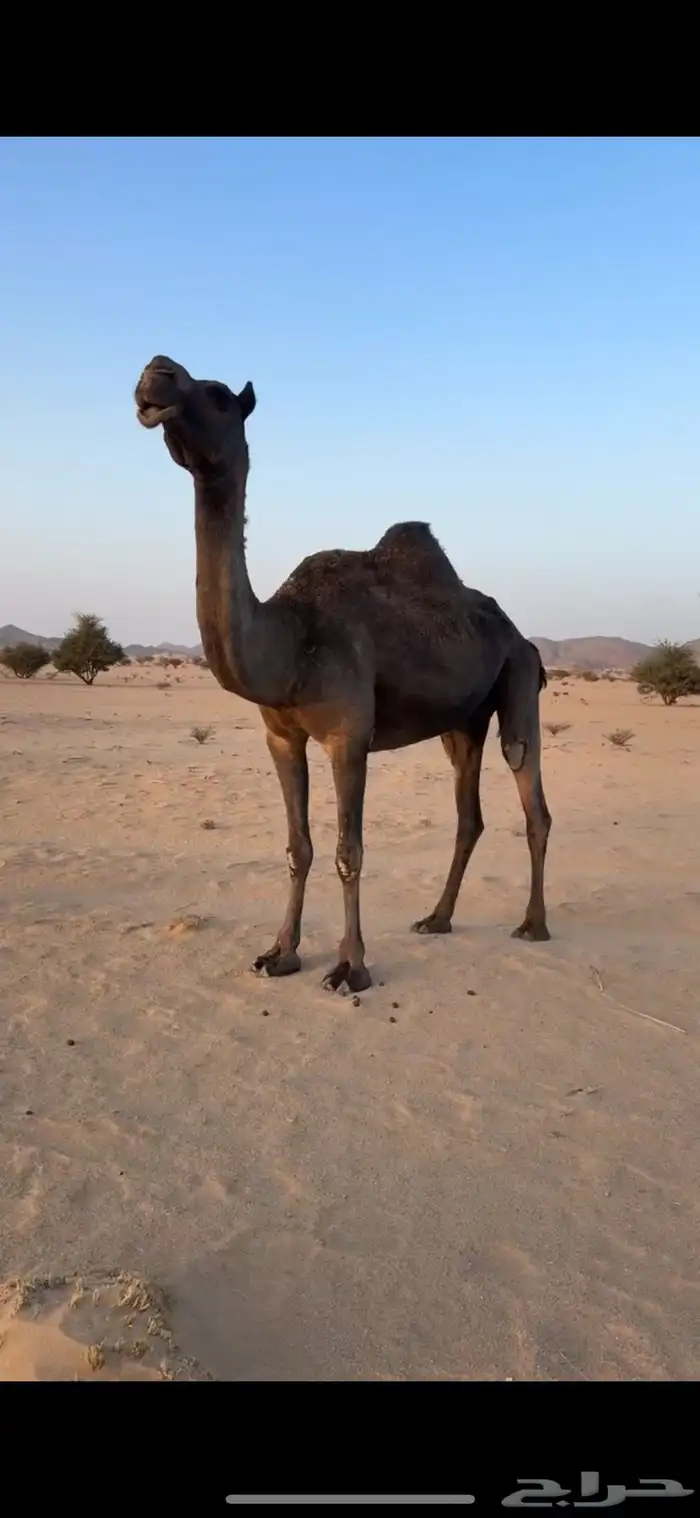 ناقه للبيع 2