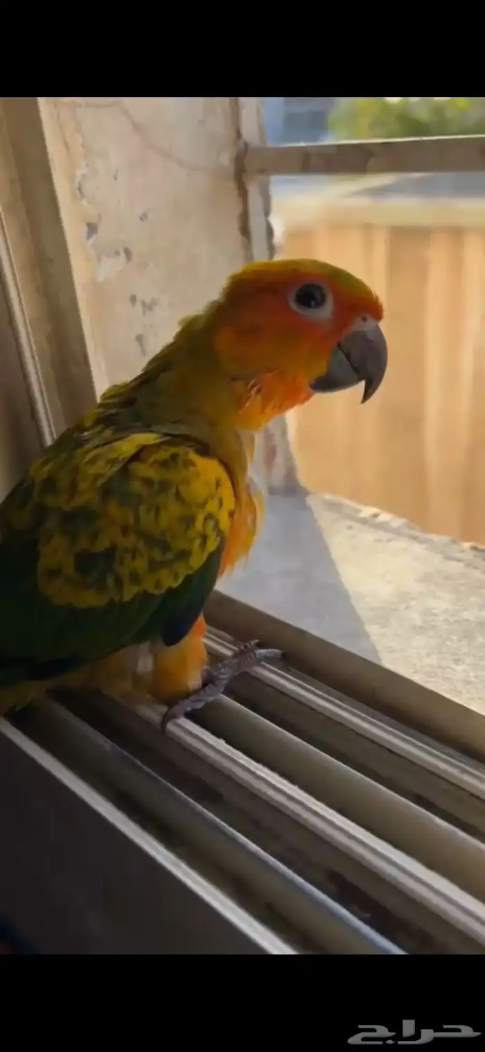 فرخ صن كنيور 2